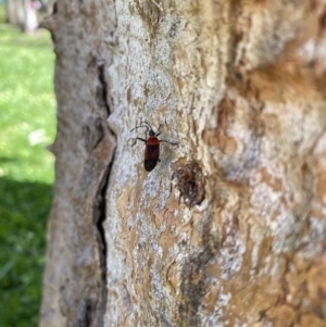 Dindymus versicolor at Red Hill, ACT - 26 Aug 2022