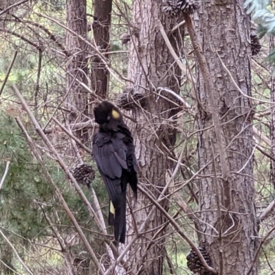 Zanda funerea (Yellow-tailed Black-Cockatoo) at Watson, ACT - 28 Aug 2022 by sbittinger