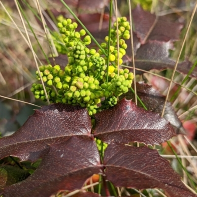 Berberis aquifolium (Oregon Grape) at Hackett, ACT - 27 Aug 2022 by sbittinger