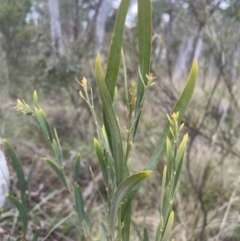 Daviesia mimosoides subsp. mimosoides at Aranda Bushland - 28 Aug 2022 by lbradley