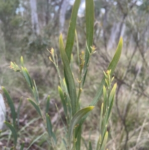 Daviesia mimosoides subsp. mimosoides at Aranda, ACT - 28 Aug 2022