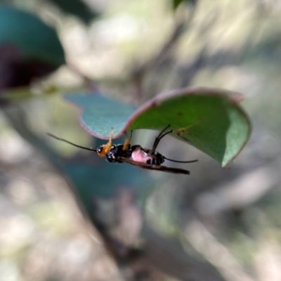 Callibracon capitator (White Flank Black Braconid Wasp) at Molonglo Valley, ACT - 28 Aug 2022 by AJB