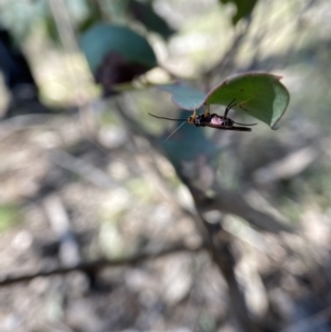 Callibracon capitator at Molonglo Valley, ACT - 28 Aug 2022 11:16 AM