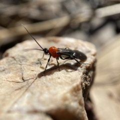 Braconidae (family) (Unidentified braconid wasp) at Stromlo, ACT - 28 Aug 2022 by AJB