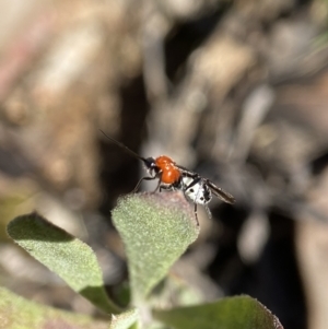 Braconidae (family) at Stromlo, ACT - 28 Aug 2022