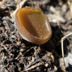 Aleuria sp. (genus) (An Orange peel fungus) at Stromlo, ACT - 28 Aug 2022 by AJB