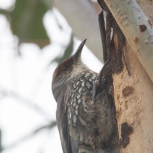 Climacteris erythrops at Campbell, ACT - 28 Aug 2022