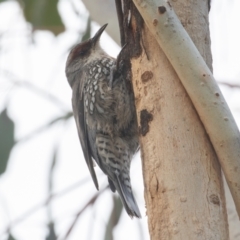 Climacteris erythrops at Campbell, ACT - 28 Aug 2022