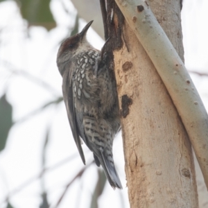 Climacteris erythrops at Campbell, ACT - 28 Aug 2022 10:15 AM