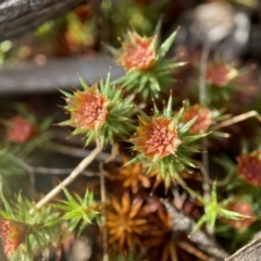 Polytrichaceae at Molonglo Valley, ACT - 28 Aug 2022 by AJB