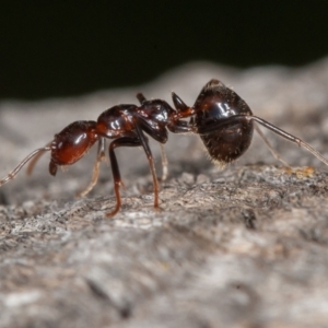 Papyrius sp (undescribed) at Jerrabomberra, ACT - 26 Aug 2022