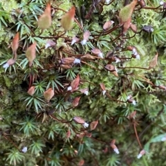 Dawsonia (genus) (A moss) at Acton, ACT - 9 Aug 2022 by AJB