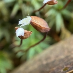 Dawsonia (genus) at Acton, ACT - 9 Aug 2022 02:59 PM