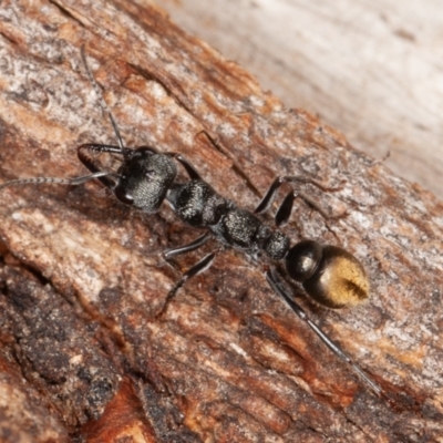 Myrmecia piliventris (Golden tail bull ant) at Jerrabomberra, ACT - 27 Aug 2022 by rawshorty