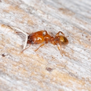 Pheidole sp. (genus) at Jerrabomberra, ACT - 27 Aug 2022 10:04 AM