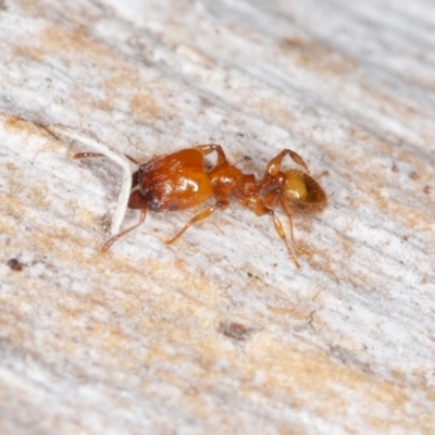 Pheidole sp. (genus) (Seed-harvesting ant) at Jerrabomberra, ACT - 27 Aug 2022 by rawshorty