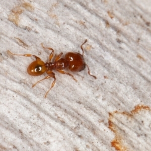 Pheidole sp. (genus) at Jerrabomberra, ACT - 27 Aug 2022 10:04 AM