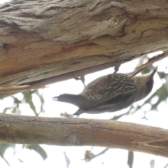 Climacteris erythrops (Red-browed Treecreeper) at Campbell, ACT - 28 Aug 2022 by TomW