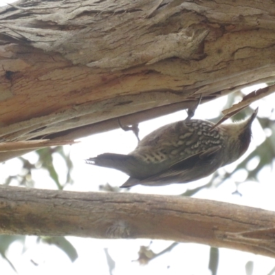 Climacteris erythrops (Red-browed Treecreeper) at Campbell, ACT - 28 Aug 2022 by TomW