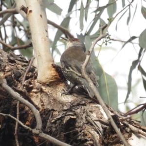 Climacteris erythrops at Campbell, ACT - 28 Aug 2022