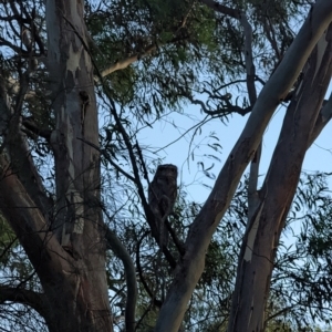 Podargus strigoides at Phillip, ACT - 24 Dec 2021