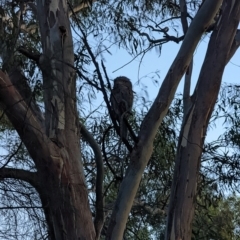 Podargus strigoides at Phillip, ACT - 24 Dec 2021