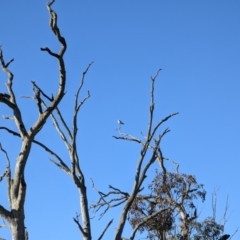 Elanus axillaris (Black-shouldered Kite) at Canowindra, NSW - 16 Jul 2022 by dougsky