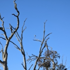 Elanus axillaris (Black-shouldered Kite) at Canowindra, NSW - 17 Jul 2022 by dougsky