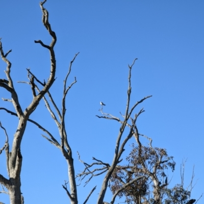 Elanus axillaris (Black-shouldered Kite) at Canowindra, NSW - 16 Jul 2022 by dougsky