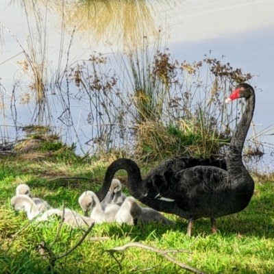 Cygnus atratus (Black Swan) at Isabella Pond - 6 Aug 2022 by dougsky