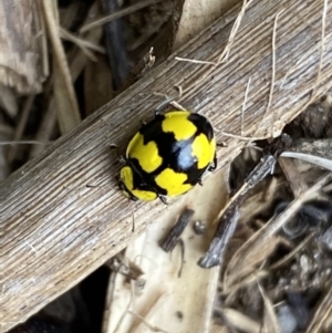 Illeis galbula at Jerrabomberra, NSW - 28 Aug 2022