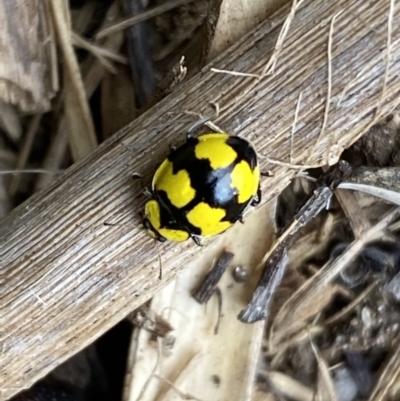 Illeis galbula (Fungus-eating Ladybird) at Jerrabomberra, NSW - 28 Aug 2022 by Steve_Bok