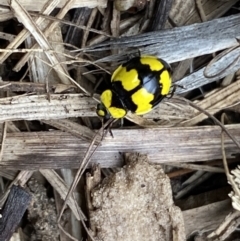 Illeis galbula at Jerrabomberra, NSW - 28 Aug 2022