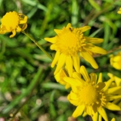 Senecio madagascariensis (Madagascan Fireweed, Fireweed) at Long Beach, NSW - 28 Aug 2022 by trevorpreston