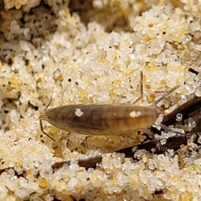 Amphipod (order Amphipoda, family Talitridae) at Narrawallee, NSW - 28 Aug 2022 by trevorpreston