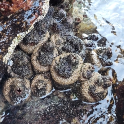 Unidentified Sea Squirt at Narrawallee, NSW - 28 Aug 2022 by trevorpreston