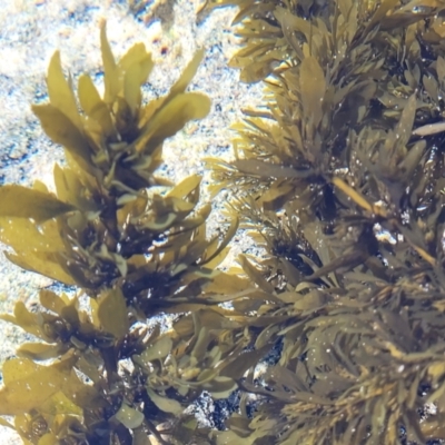 Unidentified Marine Alga & Seaweed at Narrawallee, NSW - 28 Aug 2022 by trevorpreston