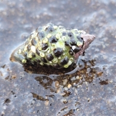 Tenguella marginalba (Mulberry shell) at Narrawallee, NSW - 28 Aug 2022 by trevorpreston