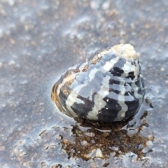 Austrocochlea porcata at Narrawallee, NSW - 28 Aug 2022 by trevorpreston