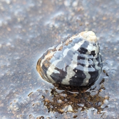 Austrocochlea porcata at Narrawallee, NSW - 28 Aug 2022 by trevorpreston