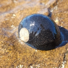 Nerita melanotragus (Black Nerite) at Narrawallee, NSW - 28 Aug 2022 by trevorpreston