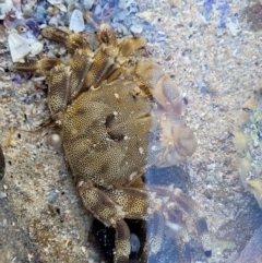 Plagusia glabra (Crab) at Narrawallee, NSW - 28 Aug 2022 by trevorpreston