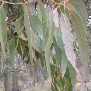 Eucalyptus goniocalyx at Mulligans Flat - 28 Aug 2022 01:55 PM