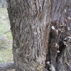 Eucalyptus goniocalyx at Mulligans Flat - 28 Aug 2022 01:55 PM