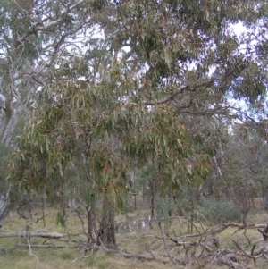 Eucalyptus goniocalyx at Mulligans Flat - 28 Aug 2022 01:55 PM