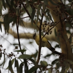 Acanthiza chrysorrhoa at Molonglo Valley, ACT - 28 Aug 2022