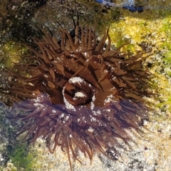 Aulactinia veratra (Anemone) at Narrawallee, NSW - 28 Aug 2022 by trevorpreston