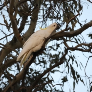 Cacatua galerita at Molonglo Valley, ACT - 28 Aug 2022 05:34 PM