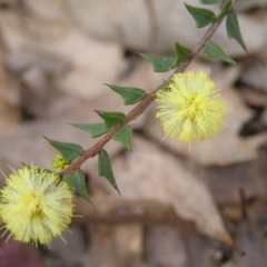 Acacia gunnii (Ploughshare Wattle) at Throsby, ACT - 28 Aug 2022 by MatthewFrawley