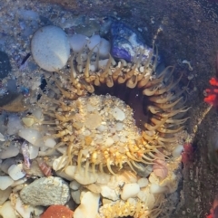 Oulactis muscosa (Sand Anemone) at Narrawallee, NSW - 28 Aug 2022 by trevorpreston